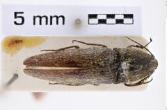 Foto (Dorsalansicht) von Melanotus dohrni (Schwarz, 1902) (NHMW-ZOO-COL-0007737)